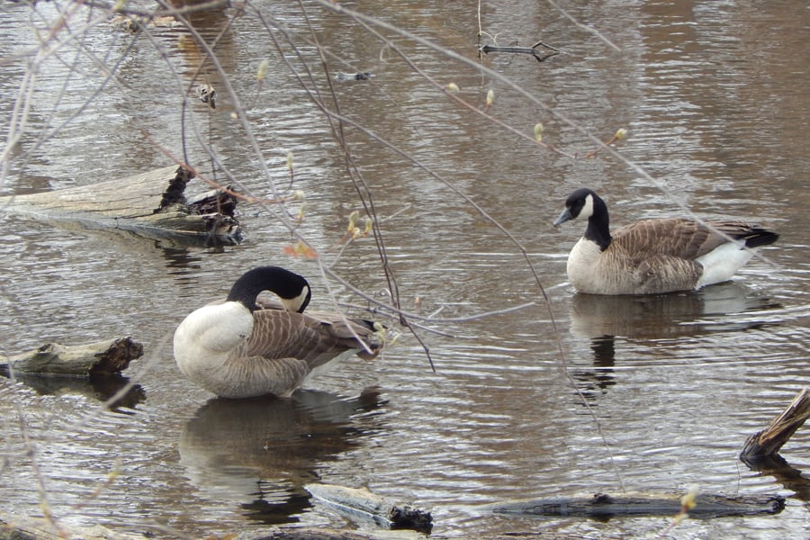 Canada goose hotsell vs roots